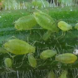 Cavariella pastinacae